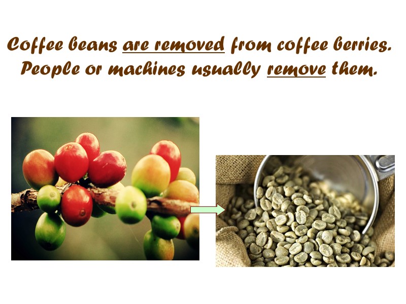 Coffee beans are removed from coffee berries. People or machines usually remove them.